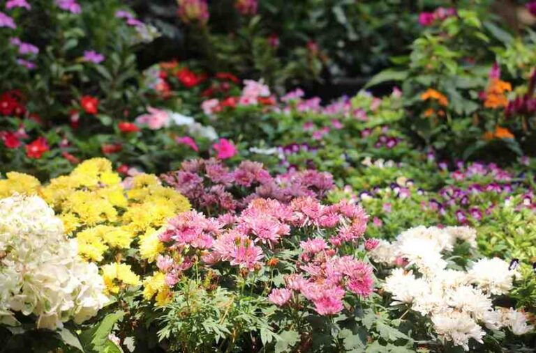 Cvece u raznim bojama