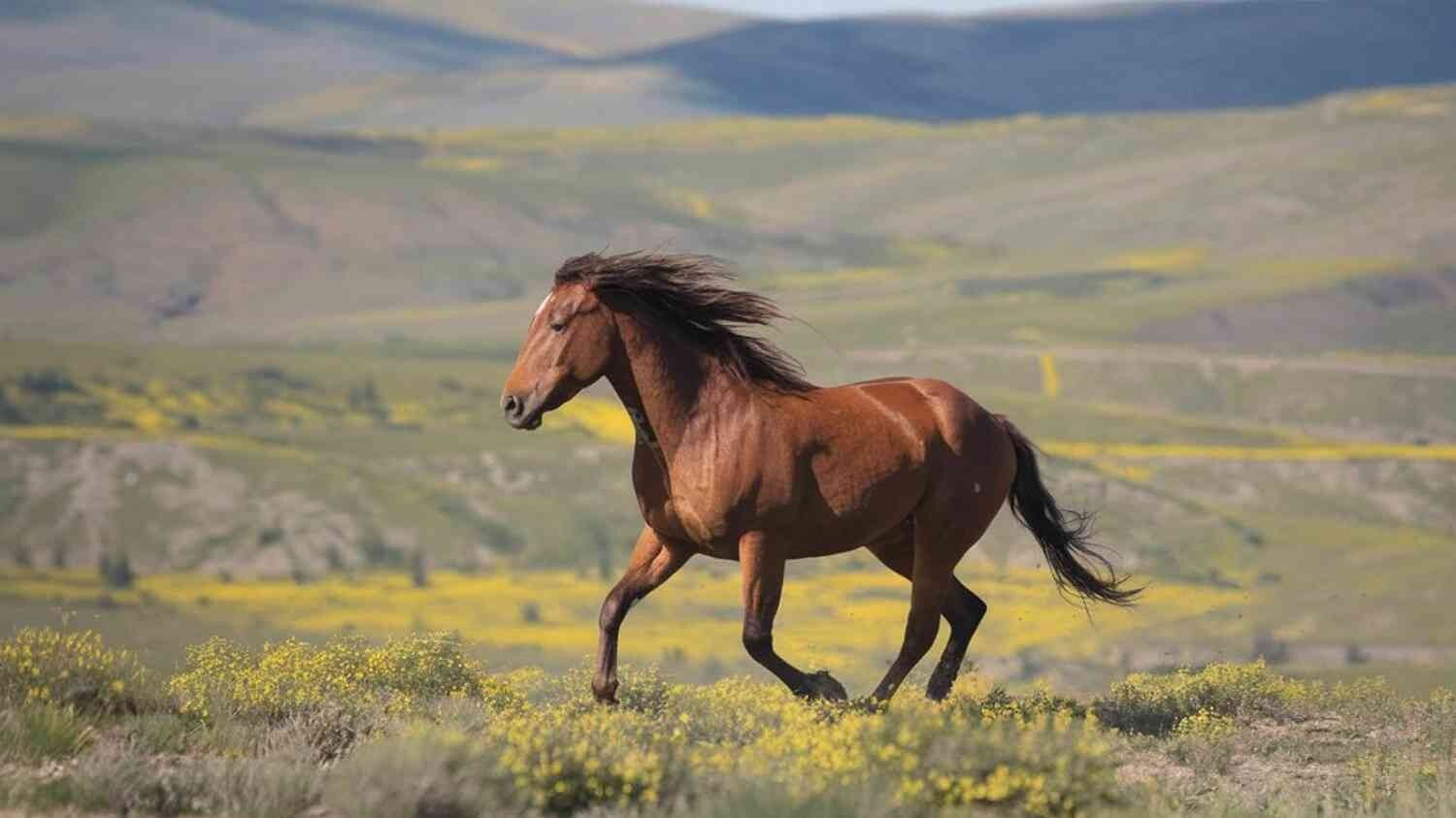 Konj trci na poljani