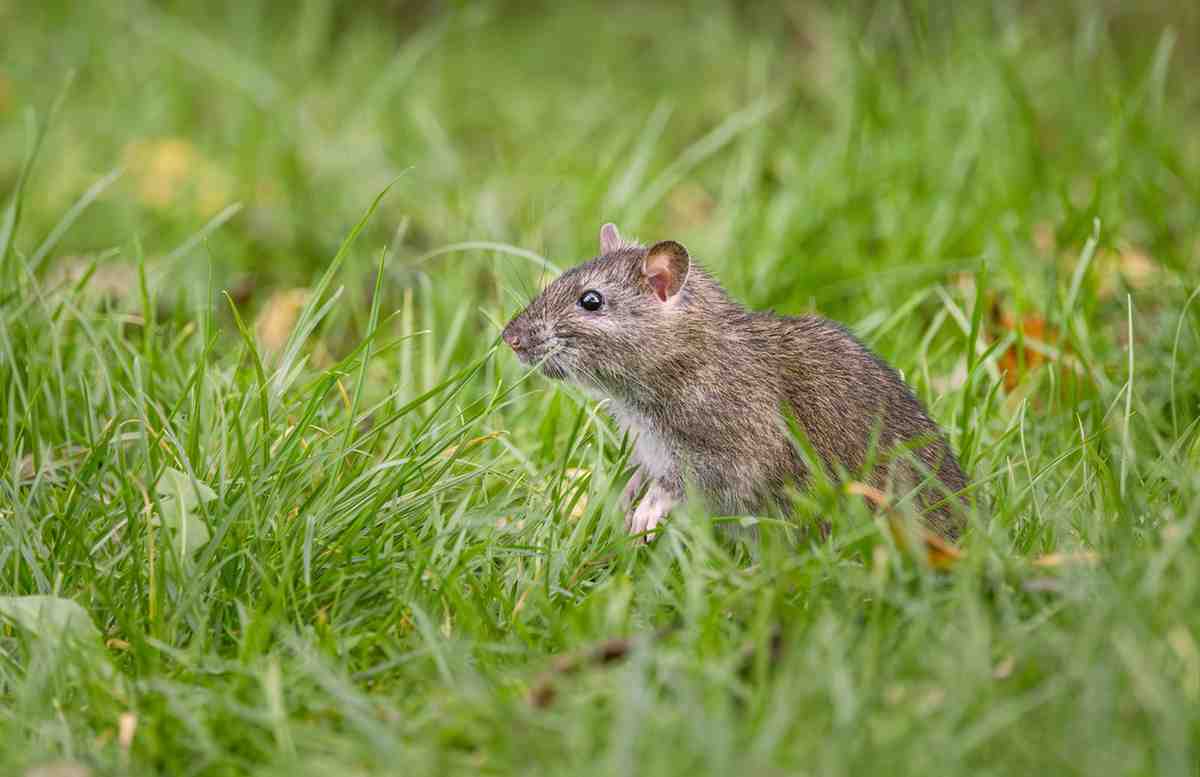 Pacov u travi
